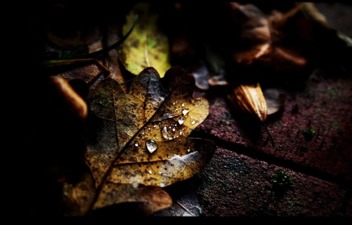 Фото обои осень, асфальт, листья, капли