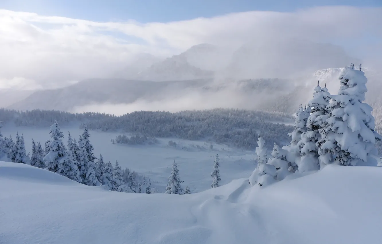 Фото обои зима, снег, деревья, горы, ели, Канада, сугробы, Альберта