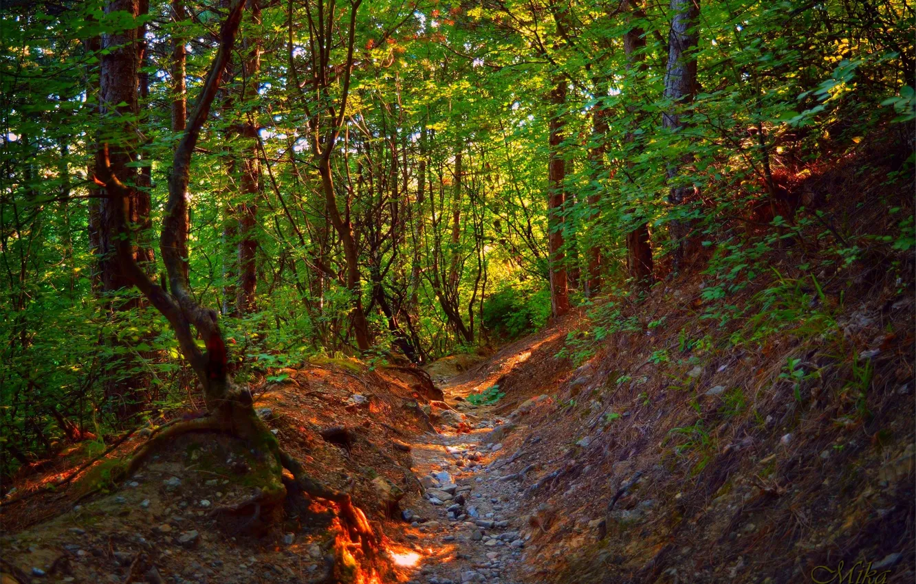 Фото обои Тропинка, Деревья, Лес, Forest, Trees, Path