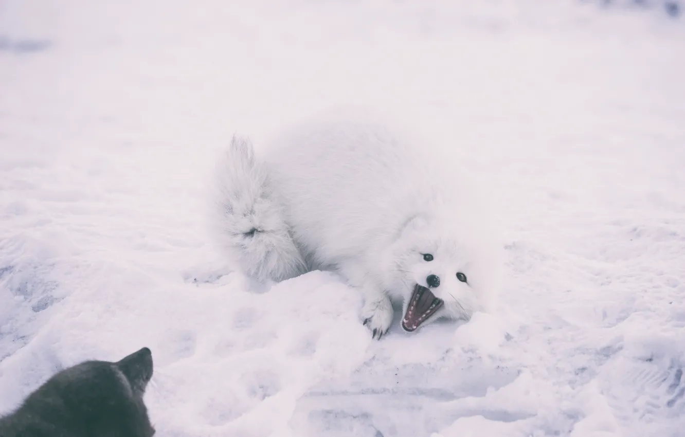Фото обои Зима, Снег, Лиса, Животные, ПЕсец