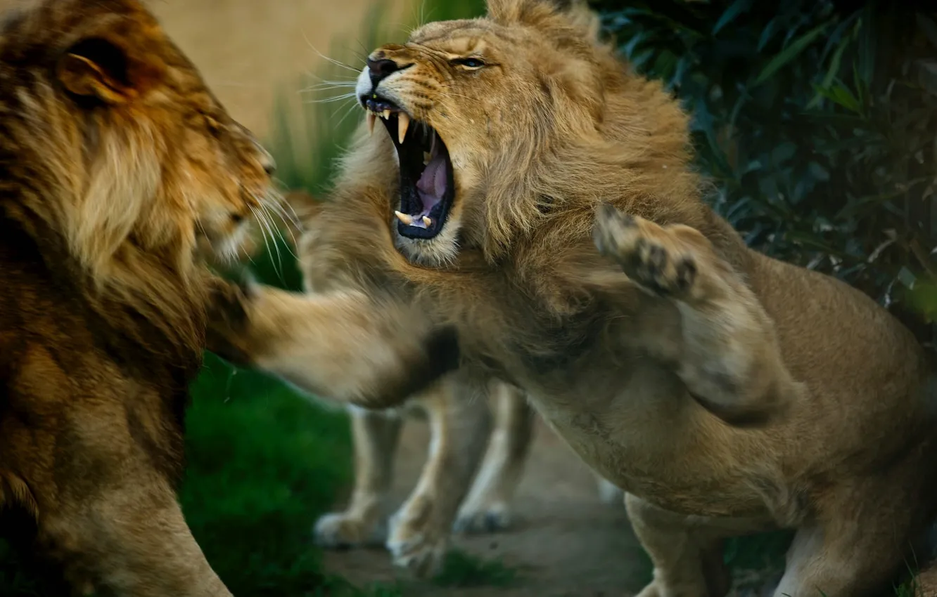 Фото обои лев, царь зверей, львы, разборки, злюка