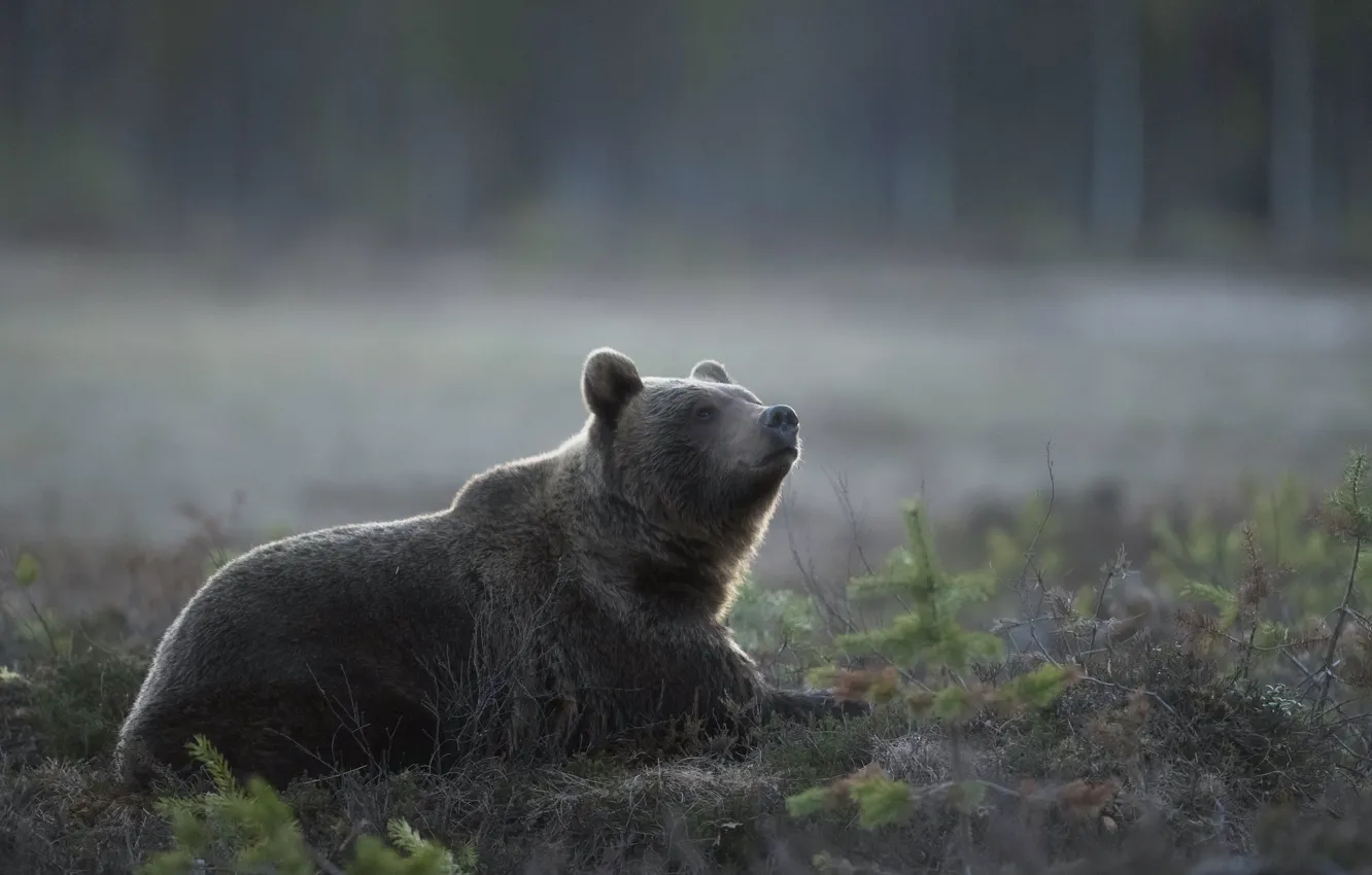 Фото обои природа, туман, медведь