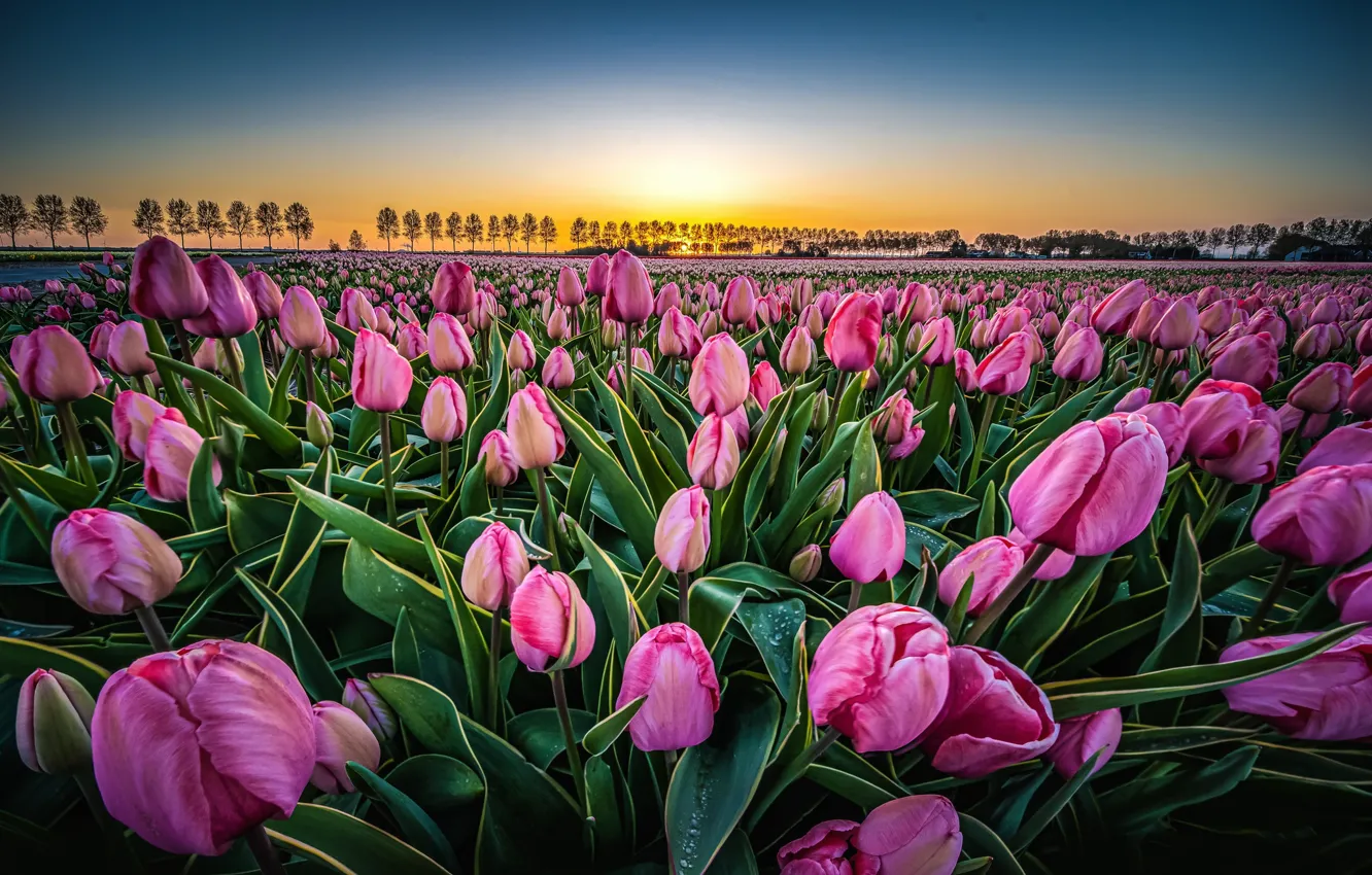 Фото обои поле, пейзаж, цветы, природа, рассвет, утро, тюльпаны, Нидерланды