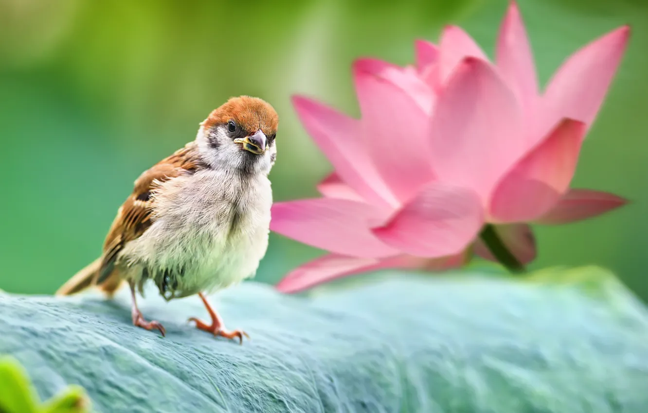 Фото обои цветок, природа, птица, лотос