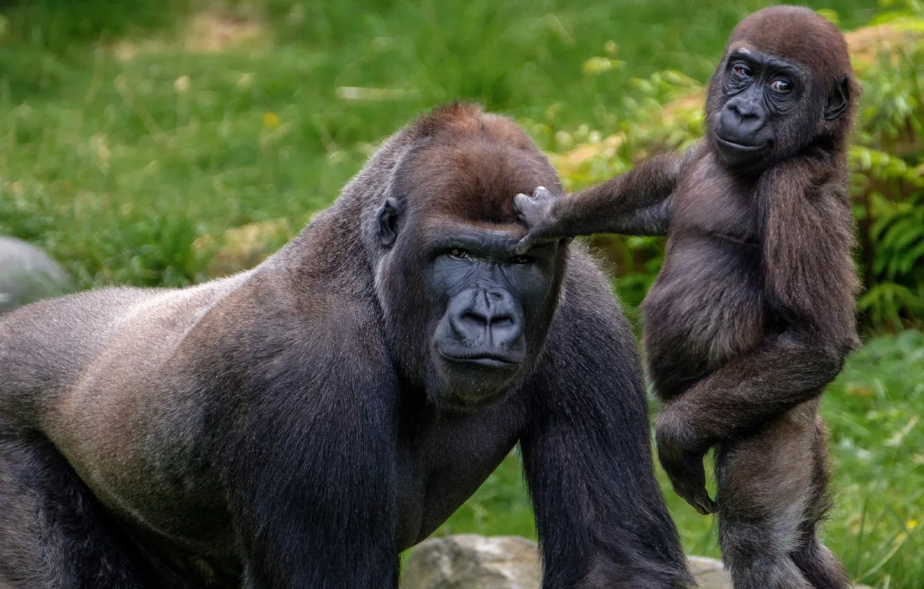 Фото обои обезьяны, зоопарк, приматы, Rotterdam Zoo