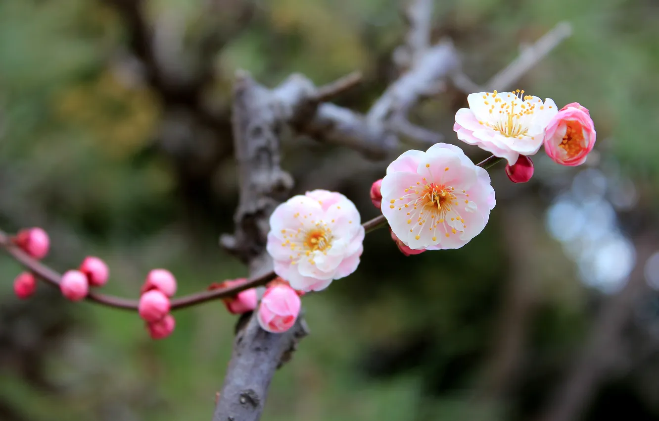 Фото обои макро, цветы, веточка, весна, сакура, цветение