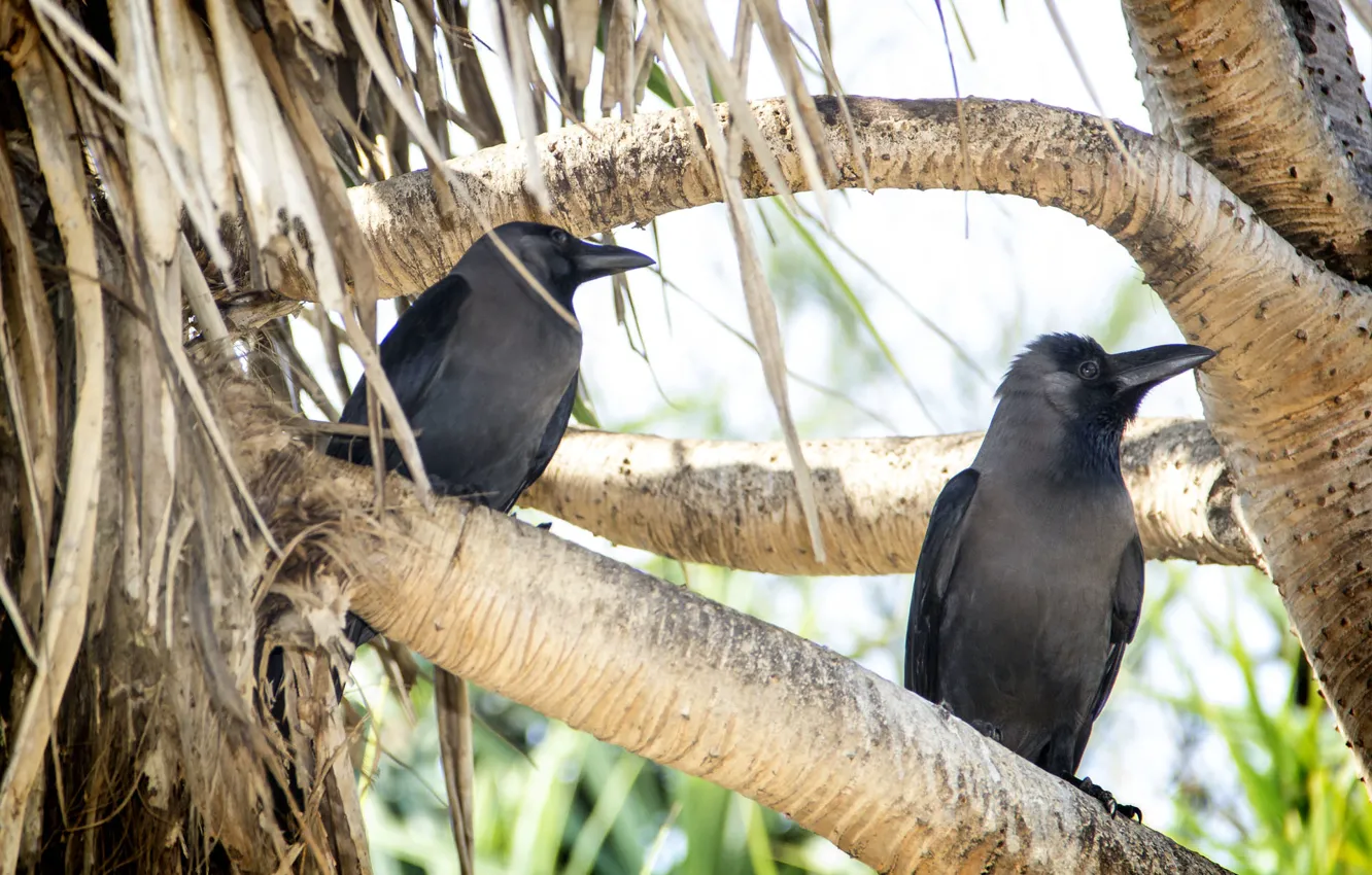 Фото обои branch, kingfisher, Crow, beak, thanujan, thanujan thanabalasingam, thanujan_t, thanujan13