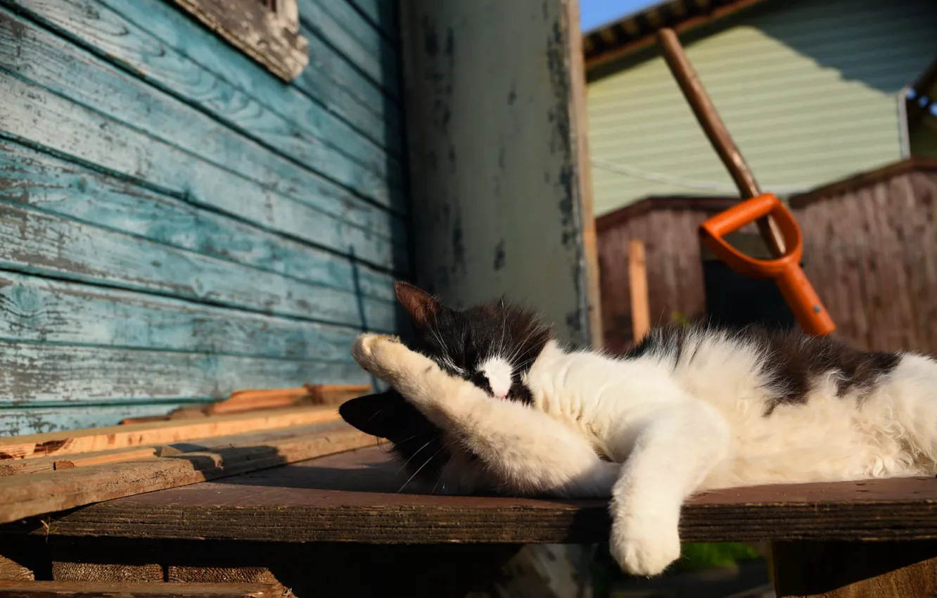 Фото обои кошка, кот, поза, мордашка