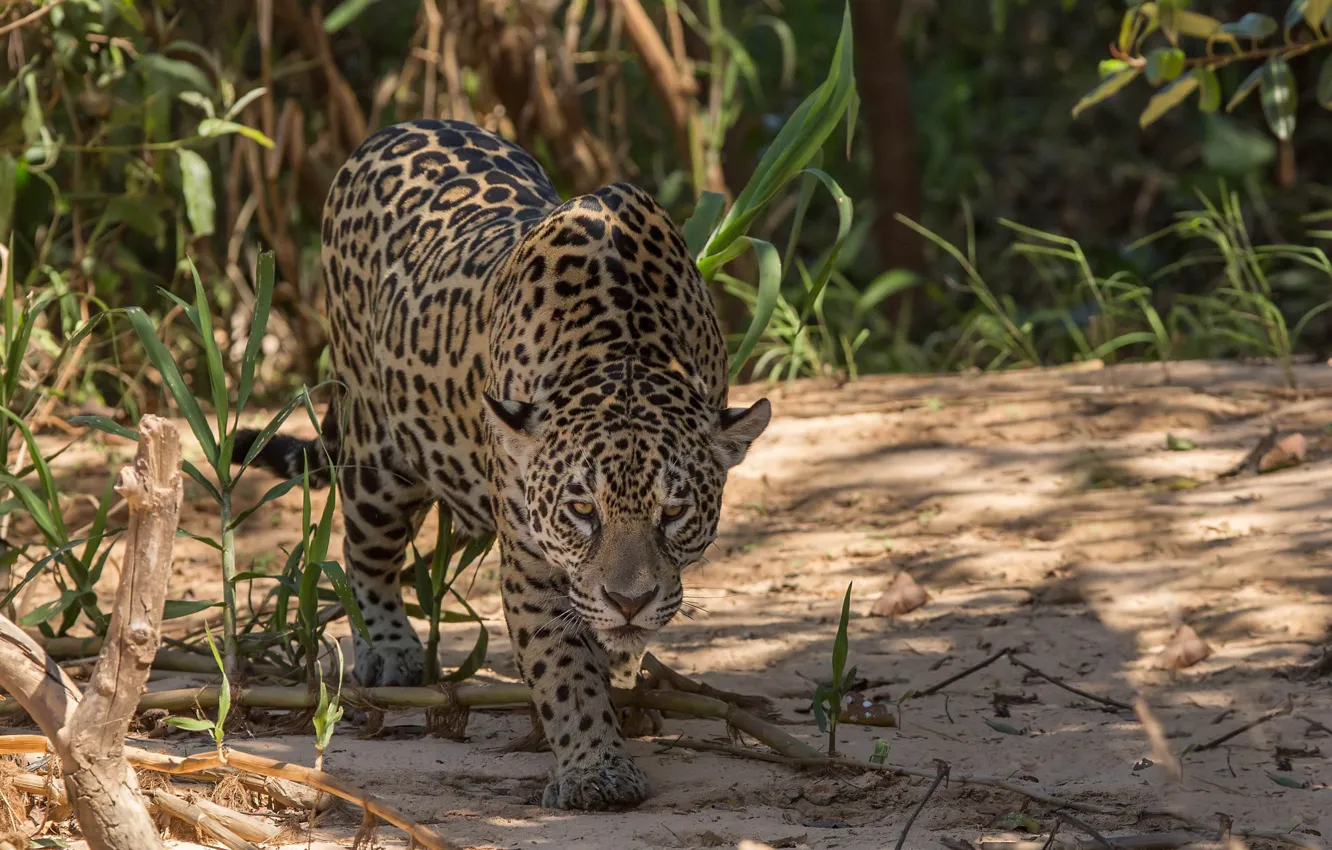 Фото обои природа, леопард, большая кошка