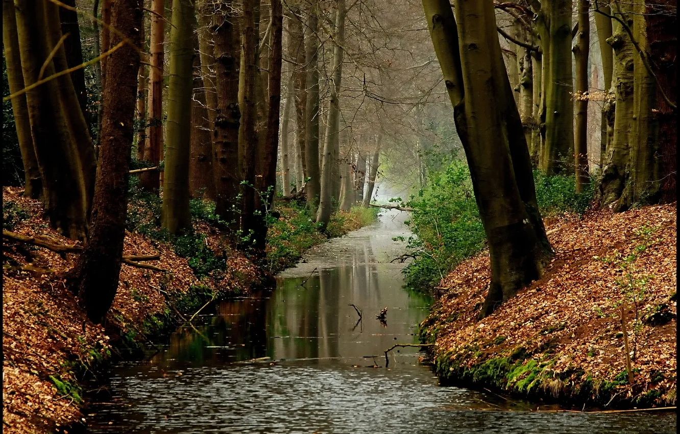 Фото обои осень, лес, листья, вода, деревья, растения, forest, Nature