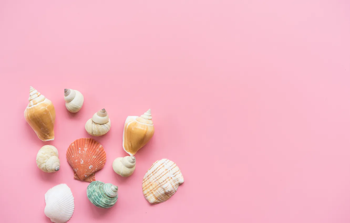 Фото обои фон, розовый, ракушки, pink, background, marine, seashells