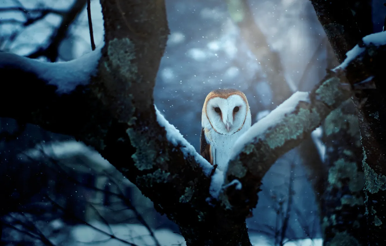 Фото обои зима, лес, снег, ветки, синий, природа, фон, дерево