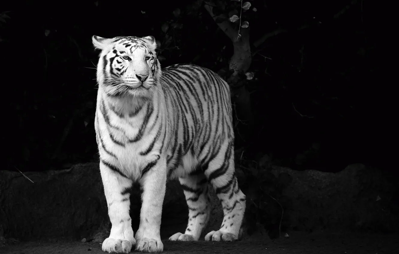 Фото обои белый, взгляд, морда, тигр, хищник, ч/б, tiger, чёрно-белые обои