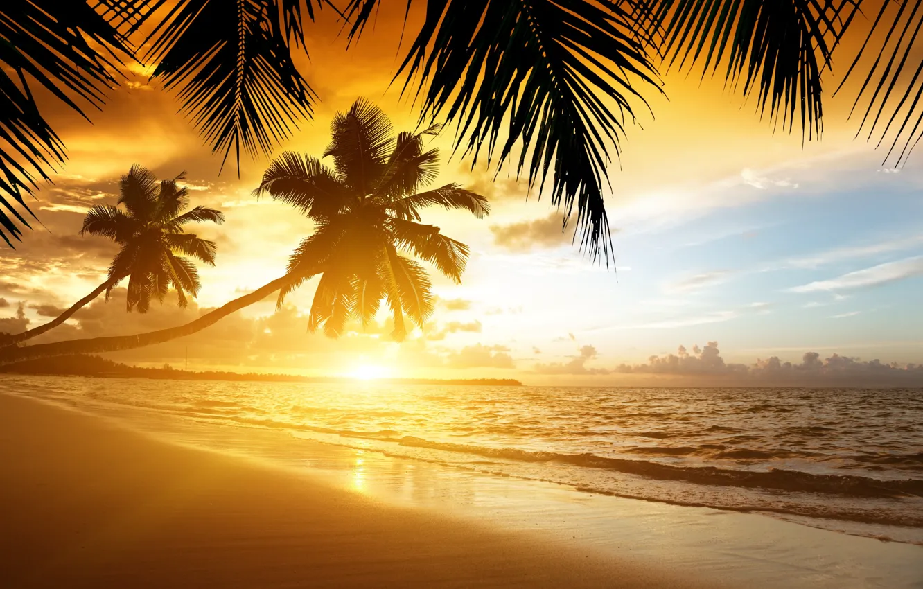 Фото обои пляж, закат, природа, тропики, пальмы