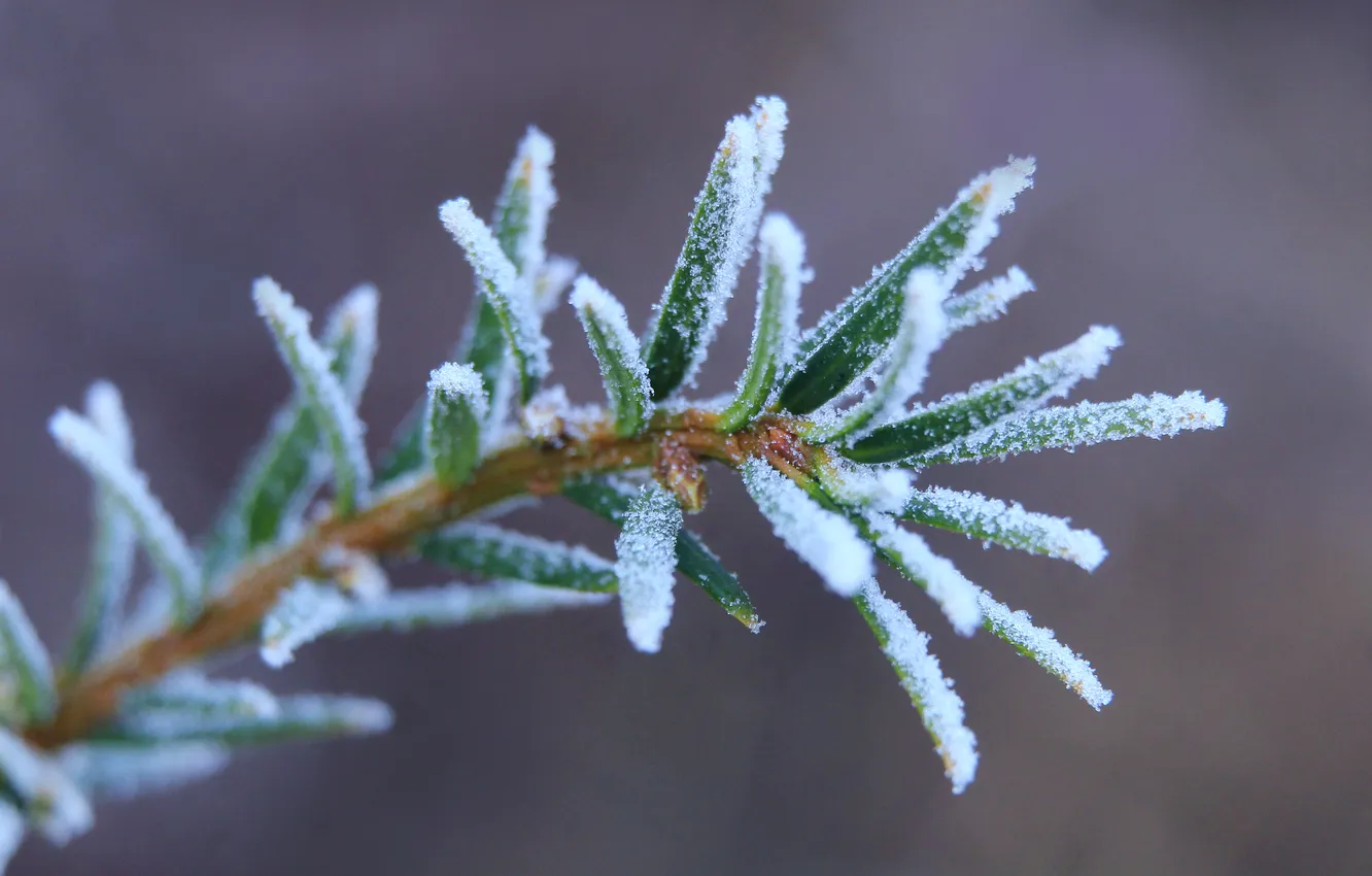 Фото обои winter, twig, hoarfrost
