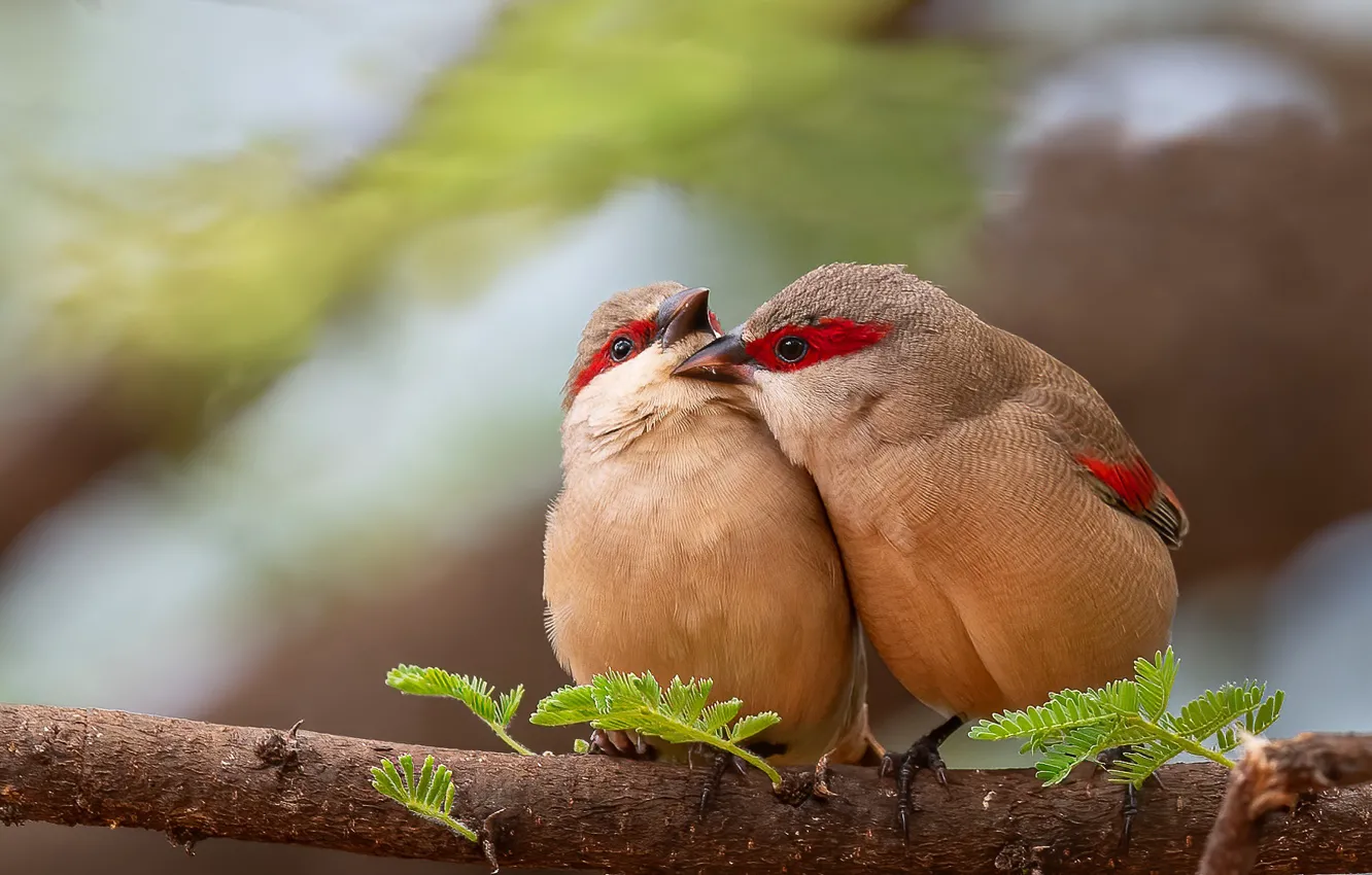 Фото обои птицы, поцелуй, ветка, парочка, Уздечковый астрильд