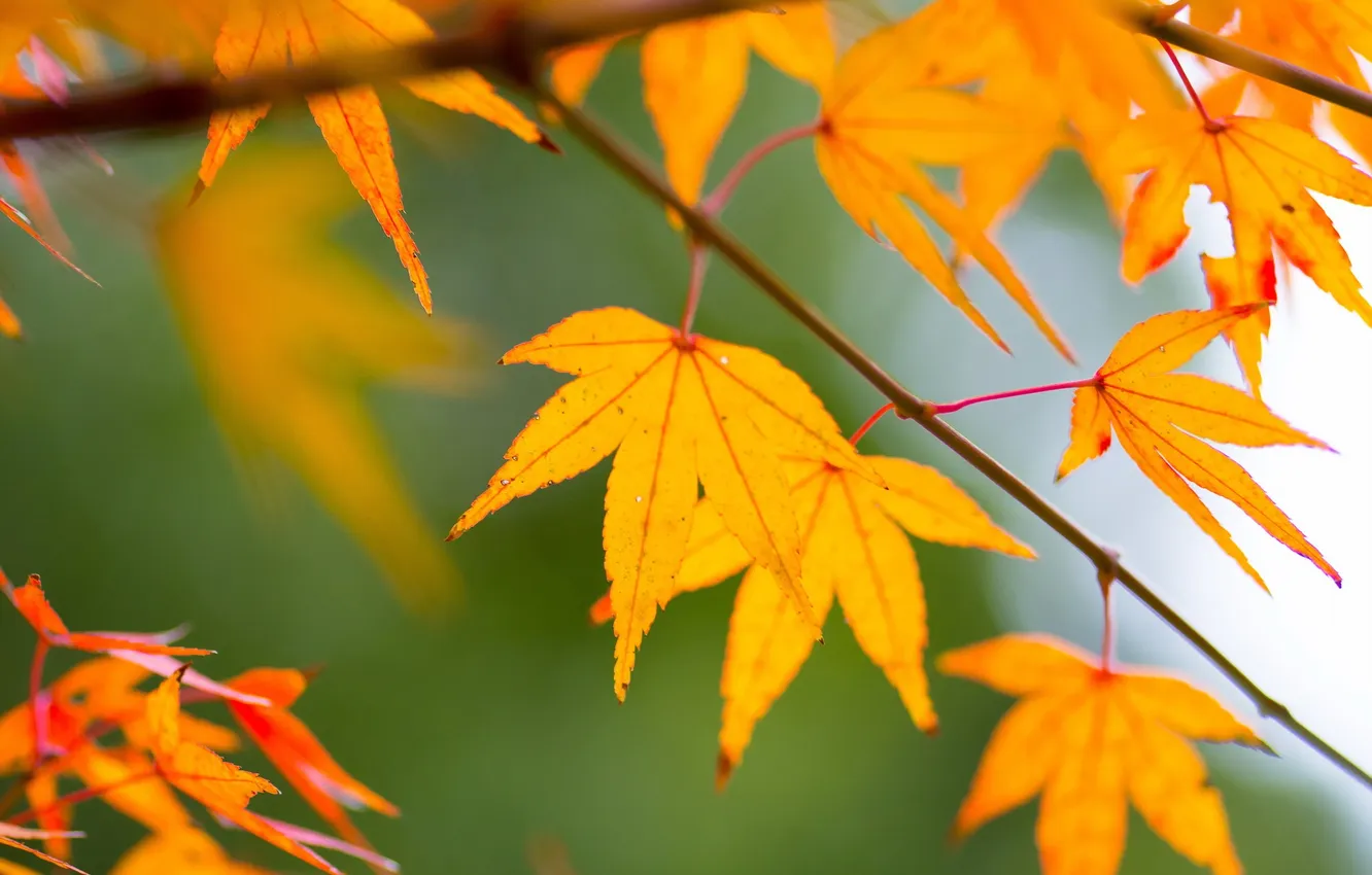 Фото обои осень, листья, природа, фон, цвет