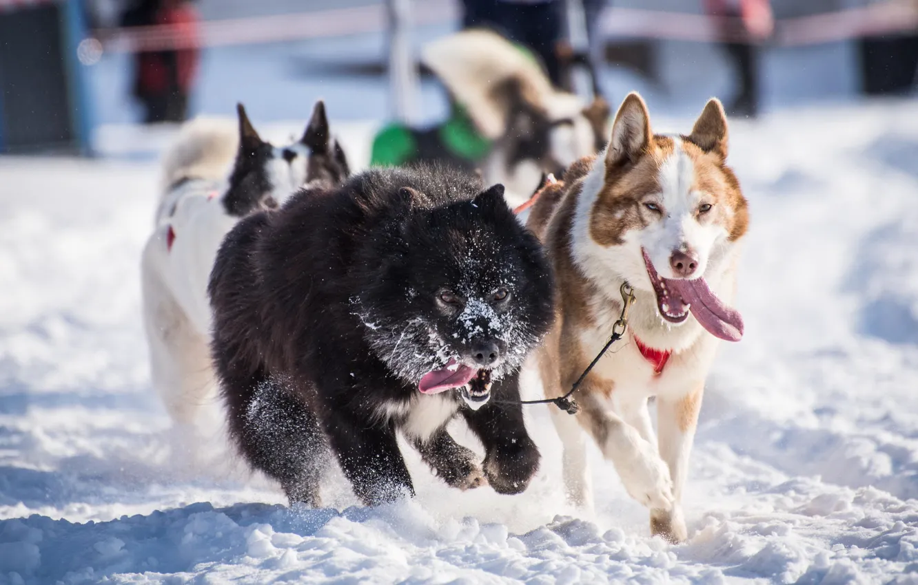 Фото обои зима, собаки, снег, упряжка, хаски