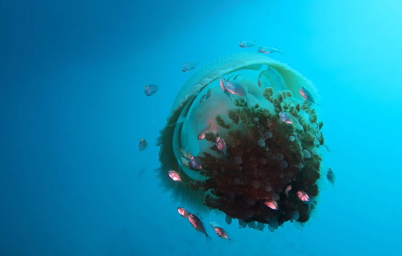 Фото обои море, вода, рыбки, рыбы, медуза, подводный мир, под водой, водоем