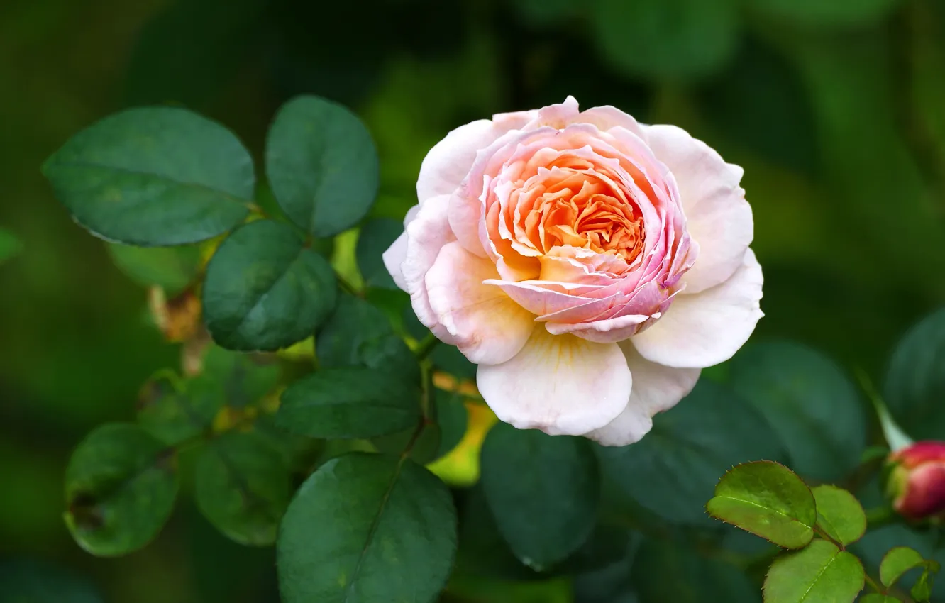 Фото обои цветок, листья, розовая, роза, оранжевая, сад, бутон, двухцветная
