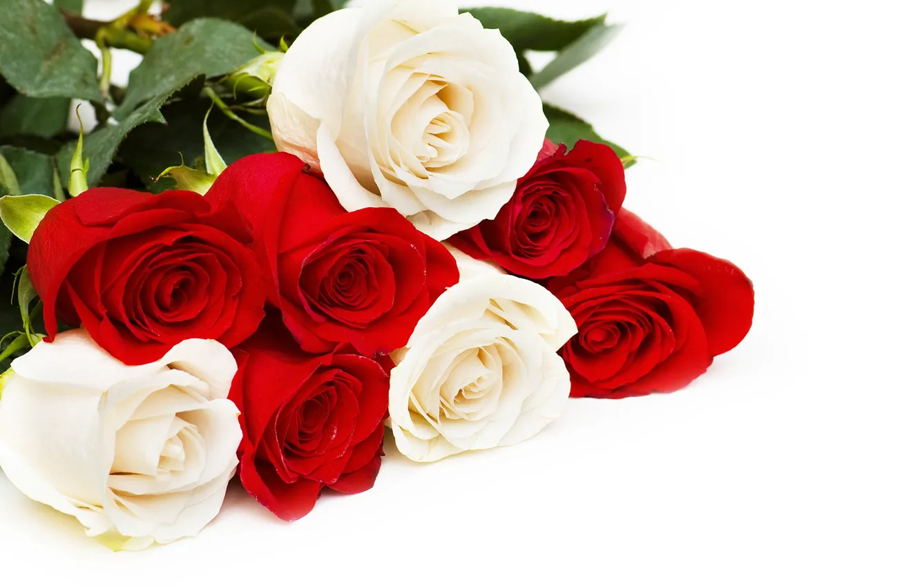 Фото обои розы, красные, белые