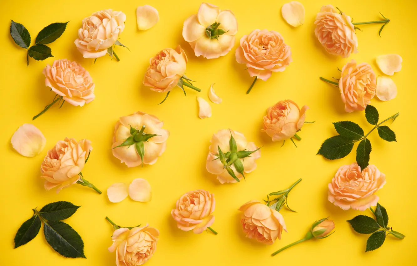Фото обои желтый, фон, розы, Цветы, бутоны, декор