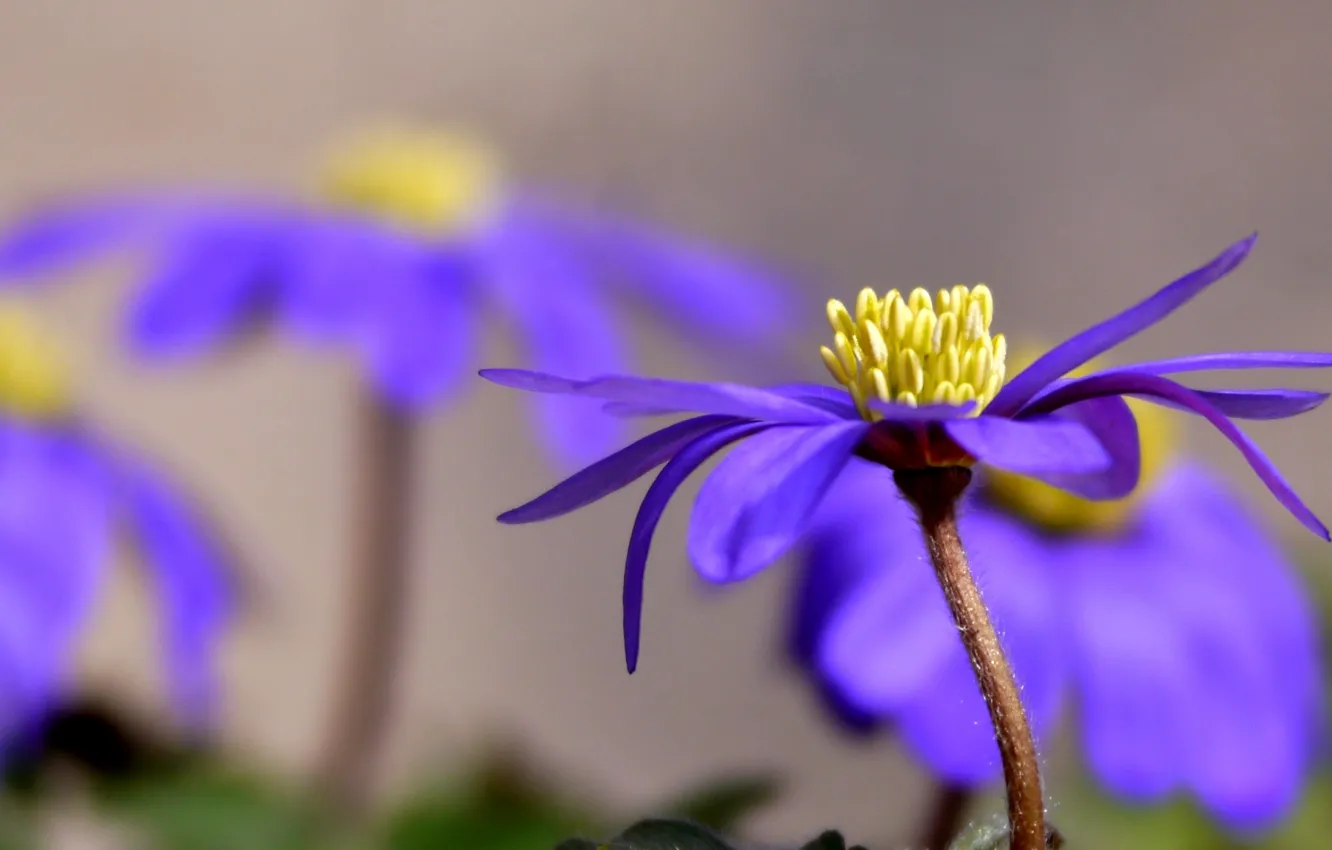 Фото обои цветок, фиолетовый, лепестки, солнечно, анемона