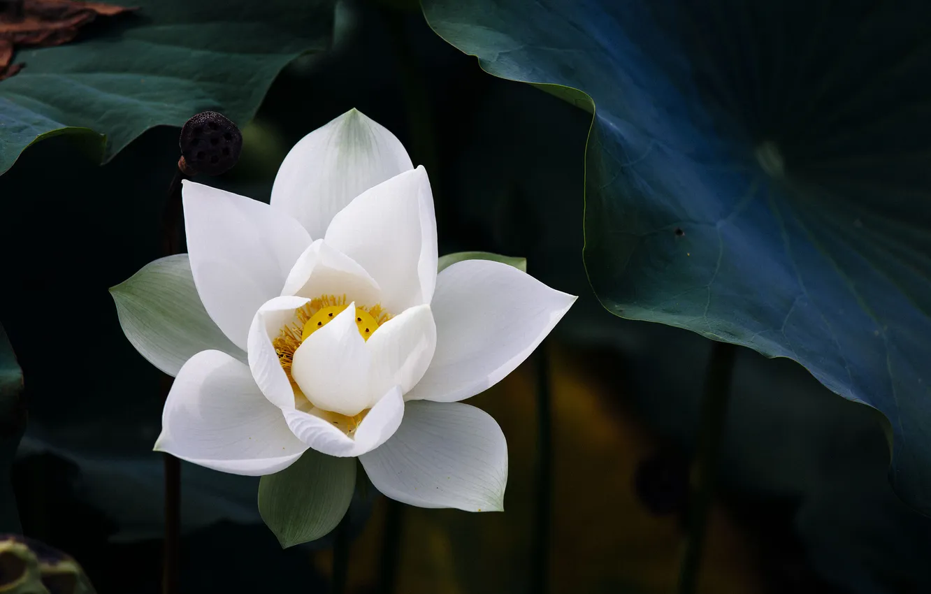 Фото обои белый, цветок, лотос