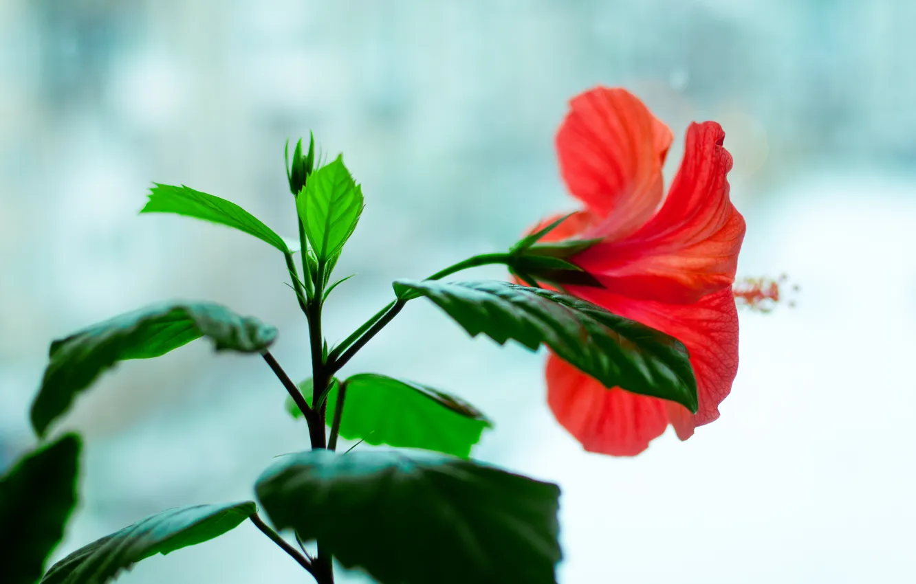 Фото обои цветок, цветы, красный, окно, цветет, гибискус