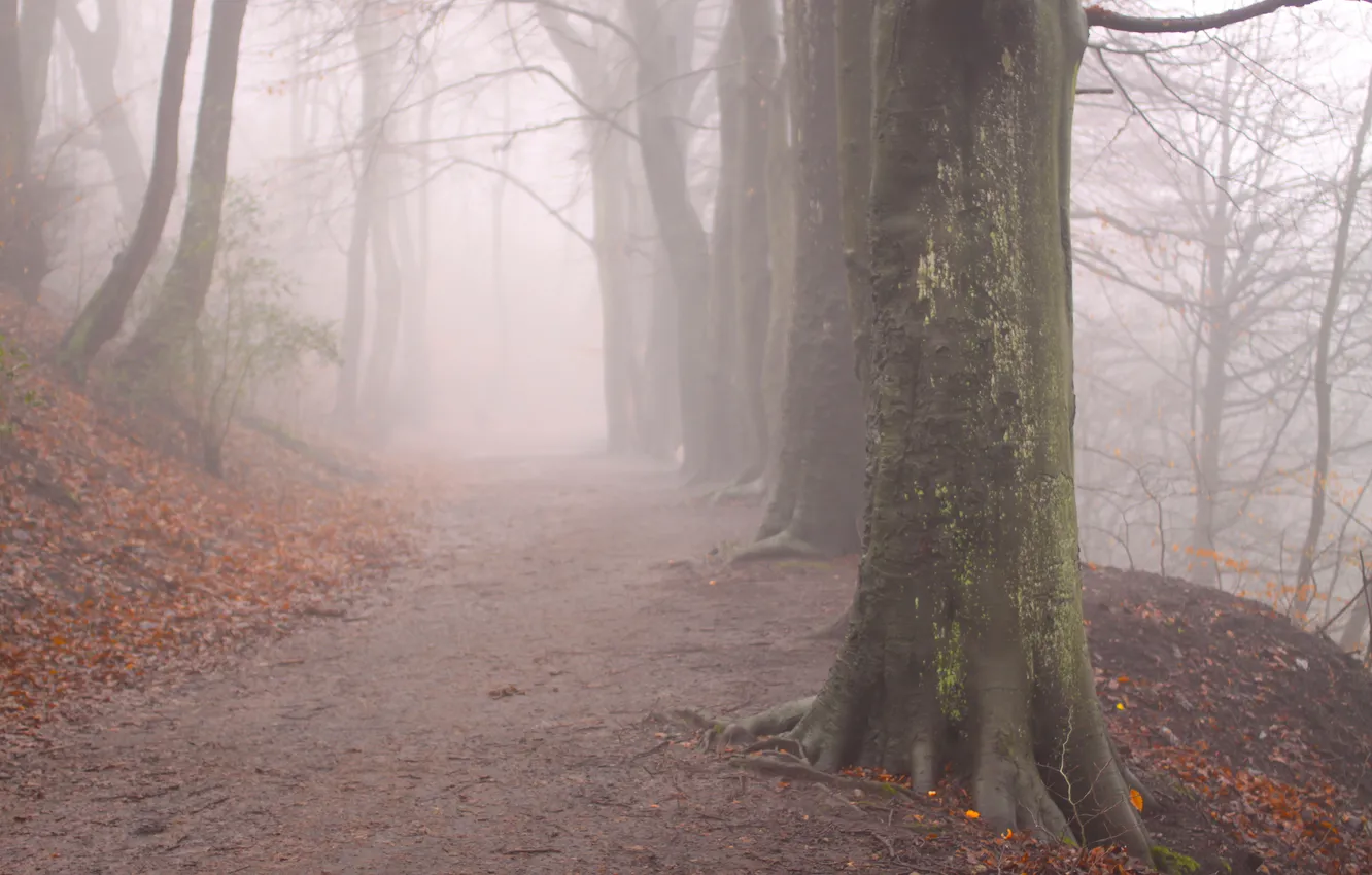 Фото обои осень, деревья, природа, туман, листва, утро