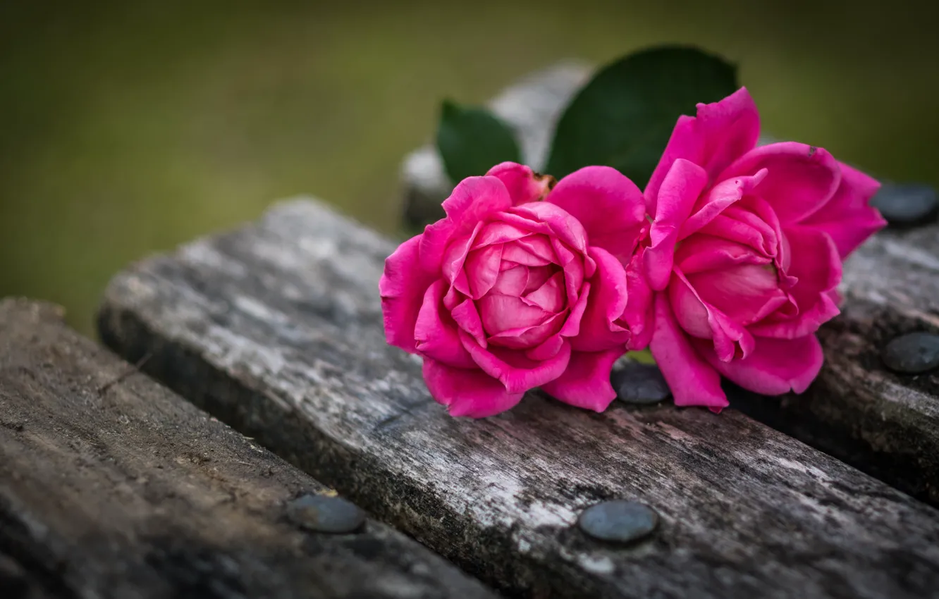 Фото обои макро, доски, розы, дуэт, две розы