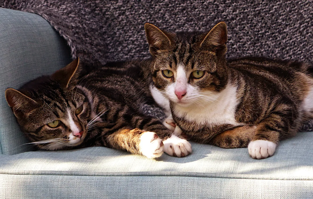 Фото обои кошка, кот, взгляд, морда, свет, кошки, уют, диван