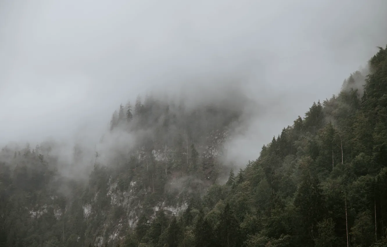 Фото обои деревья, горы, природа, туман, скалы, Германия, склон, Бавария