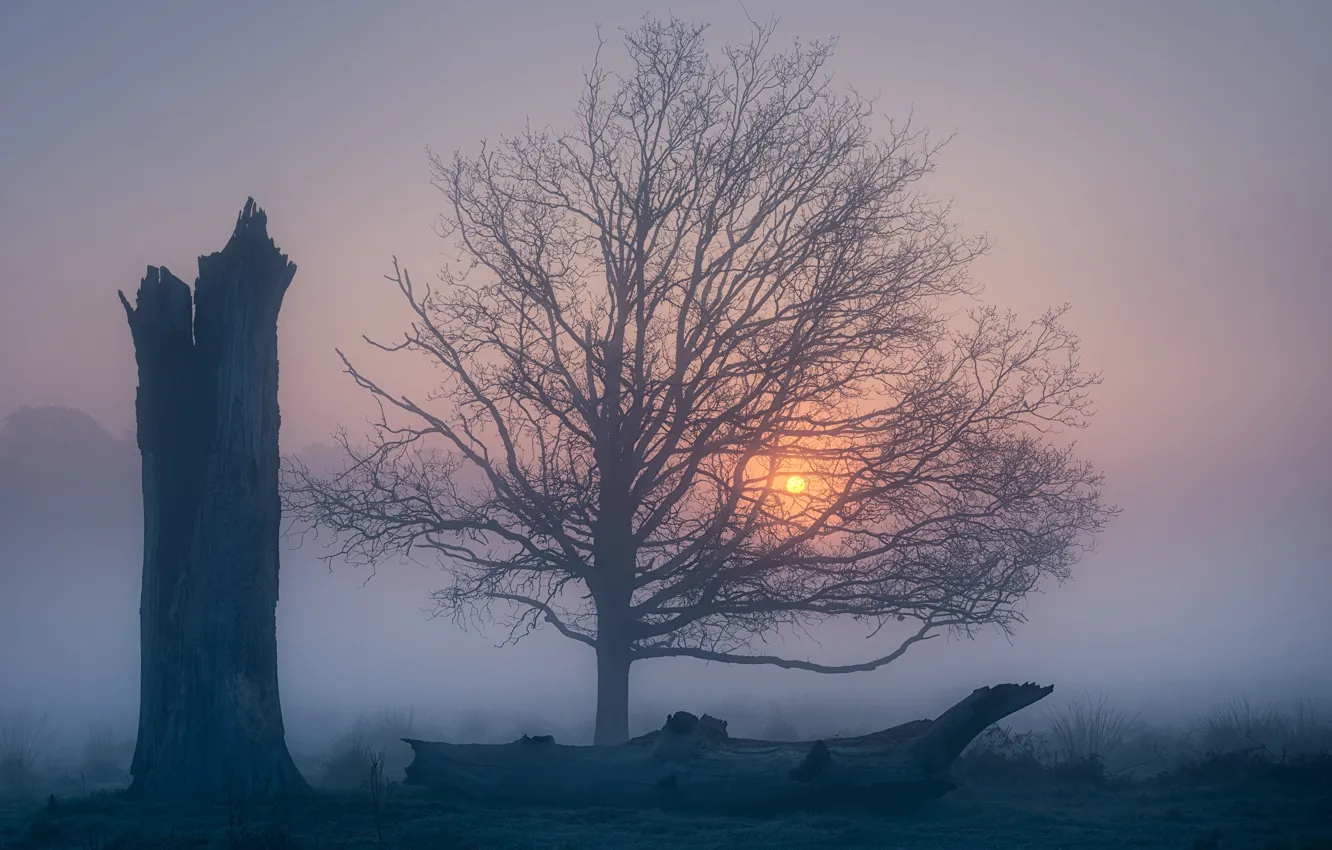 Фото обои туман, дерево, рассвет, Англия, утро, England, Richmond Park, Ричмонд-парк