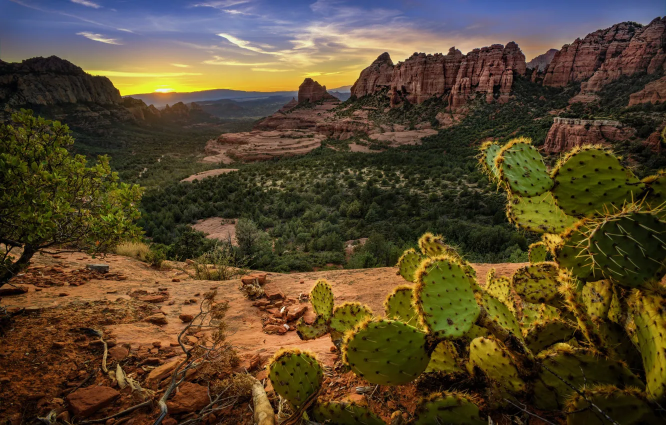 Фото обои горы, скалы, кактус, Аризона, США, Седона