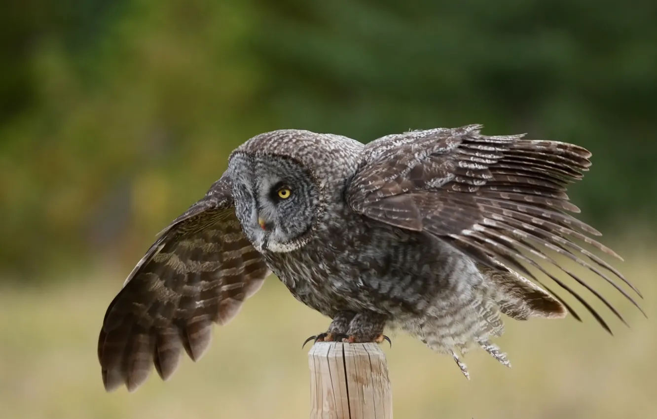 Фото обои сова, птица, крылья, столб, Great Gray Owl