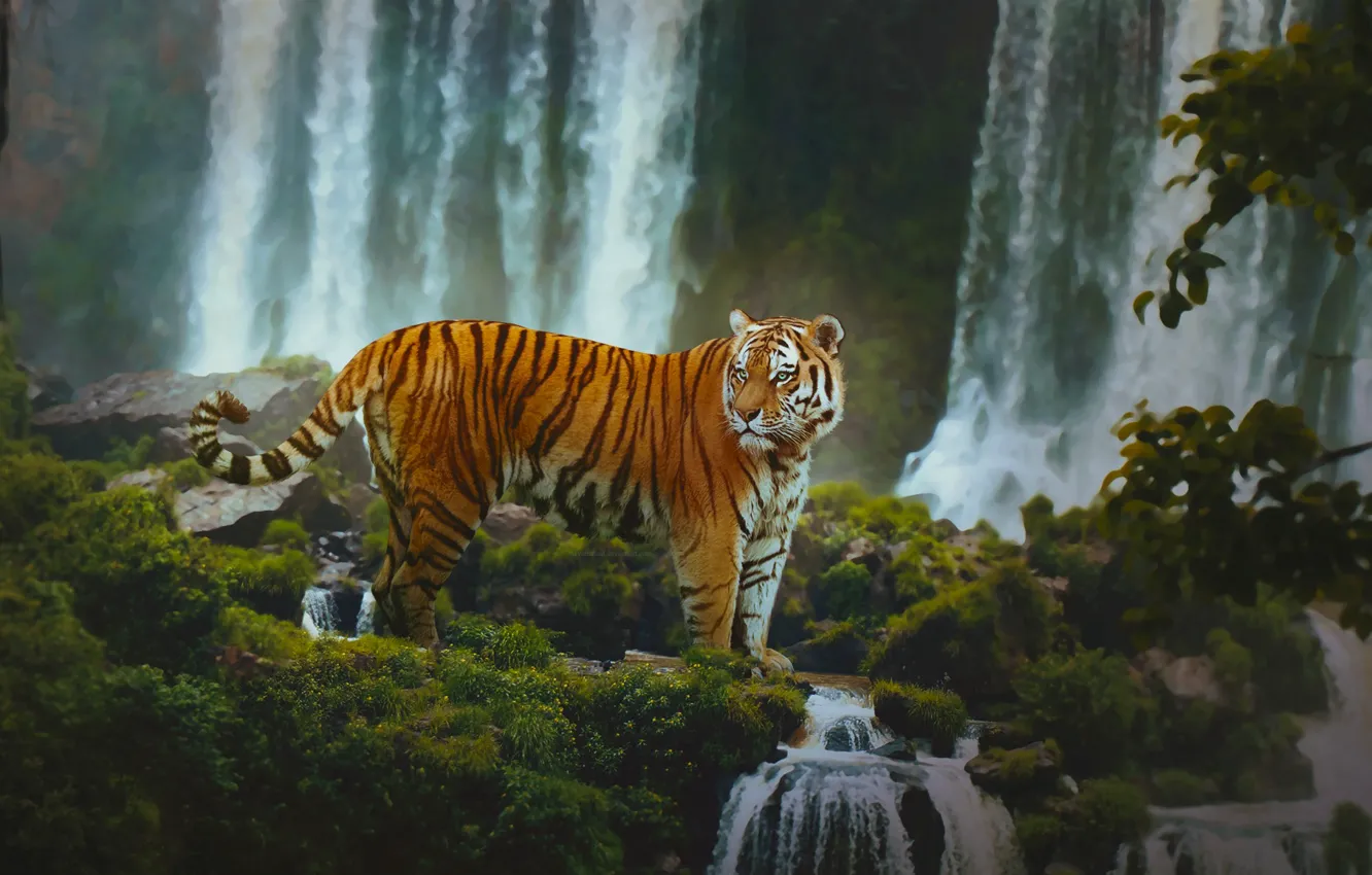 Фото обои лес, тигр, водопады