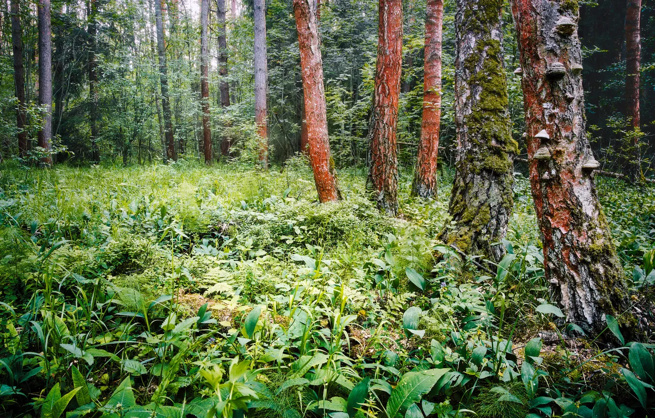 Фото обои forest, trees, floor