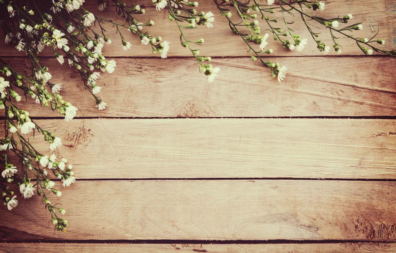 Фото обои цветы, весна, white, белые, wood, blossom, flowers, spring
