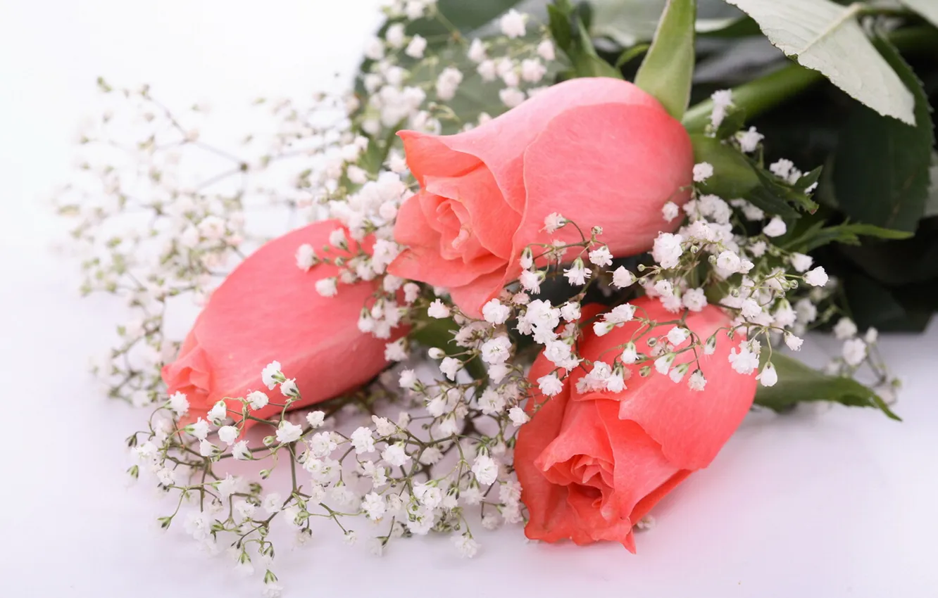 Фото обои розы, букет, розовые, гипсофила