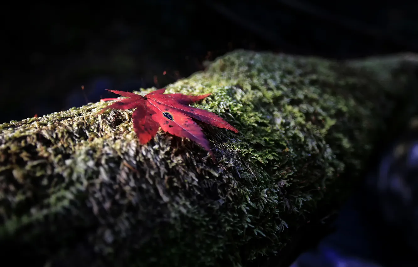 Фото обои осень, красный, лист, дерево, мох, фокус, ствол, кора