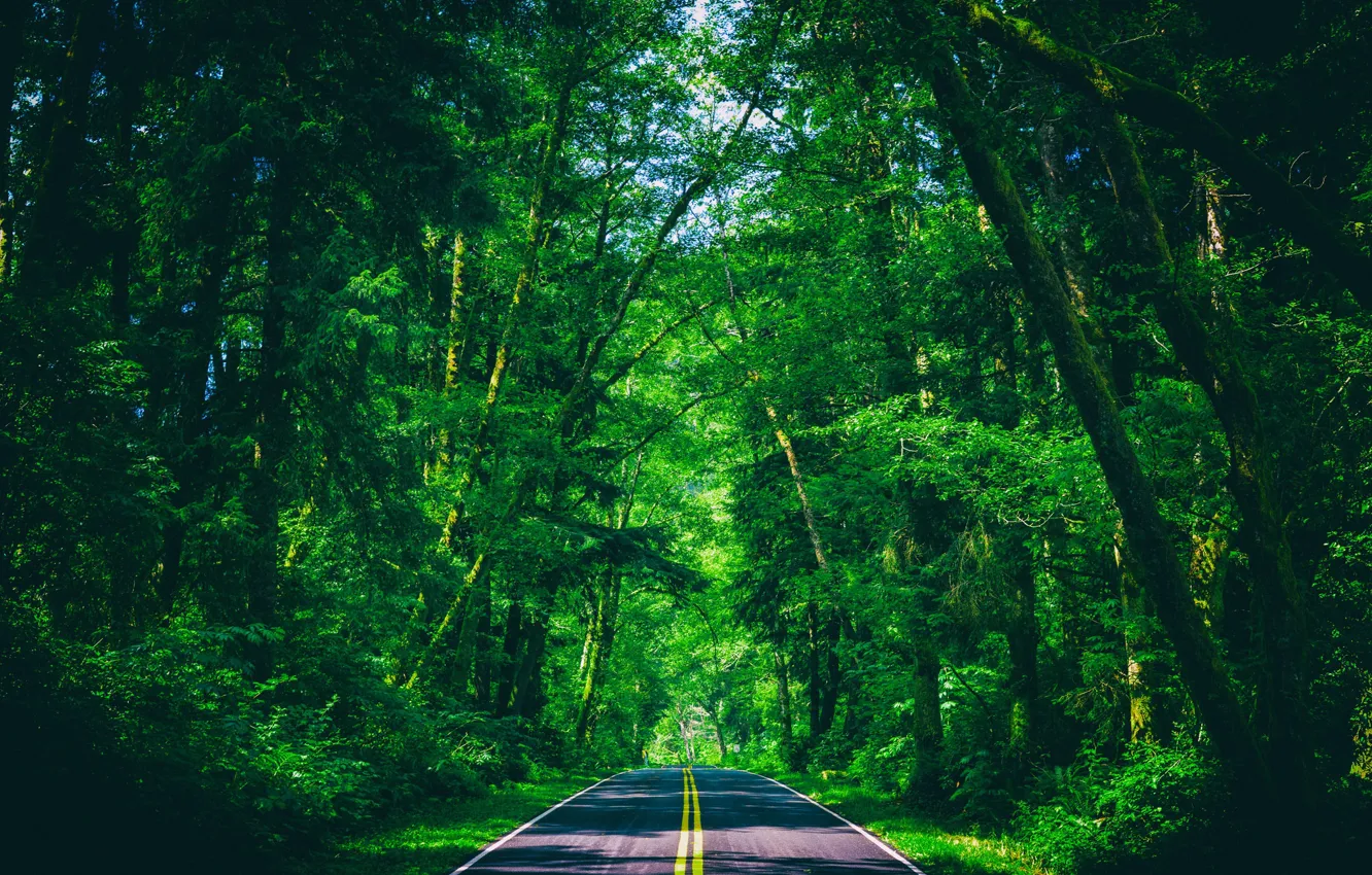 Фото обои дорога, зелень, лес