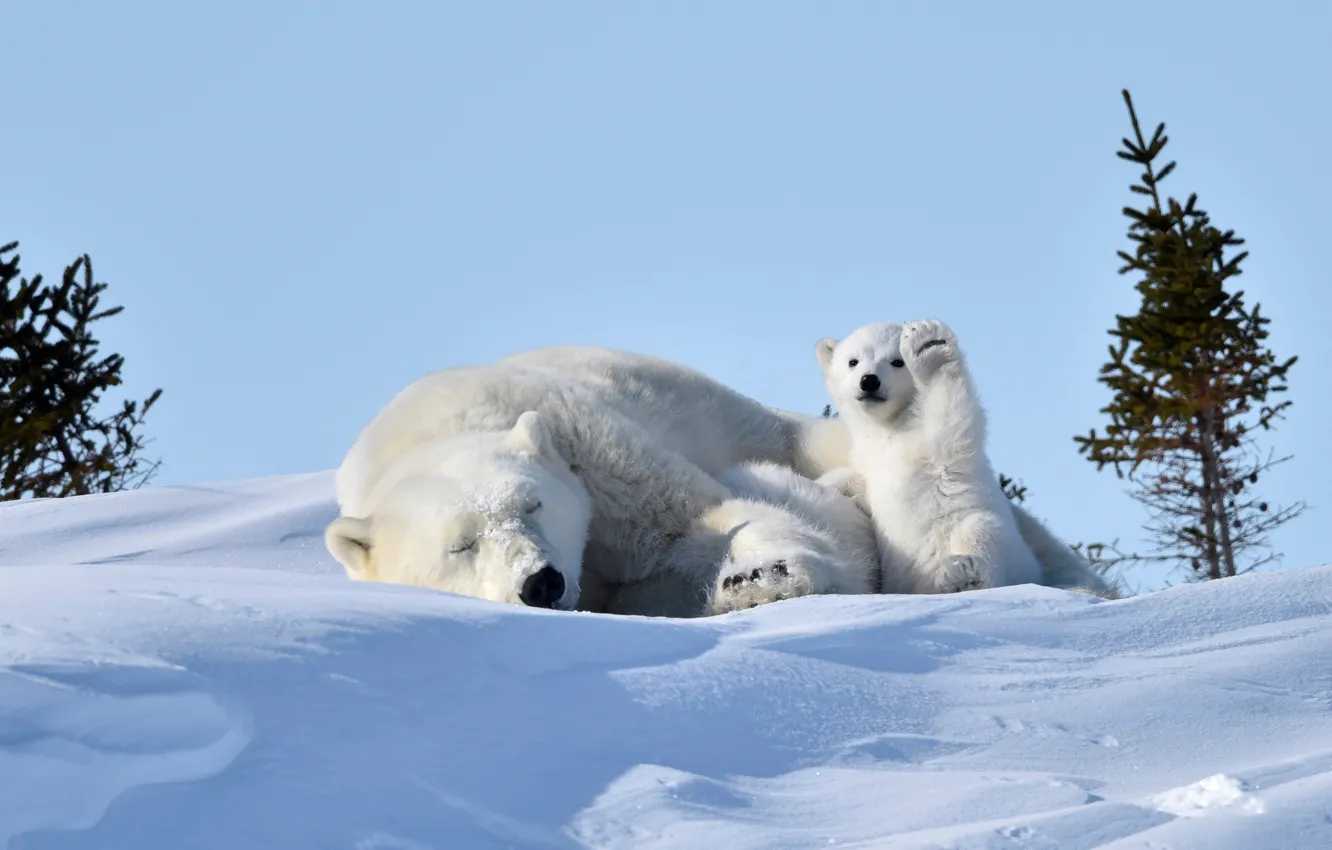 Фото обои снег, отдых, медведи, медвежонок, белые, медведица