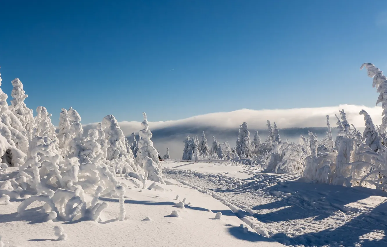 Фото обои зима, дорога, снег, деревья, Германия, Germany, Саксония, Saxony