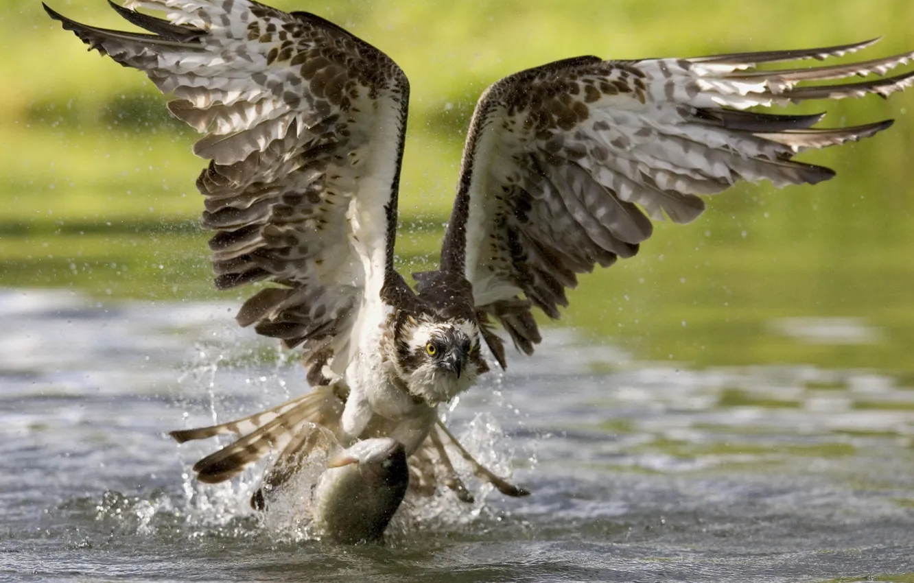 Фото обои птица, обои, еда, крылья, рыба, клюв, wallpaper, охота