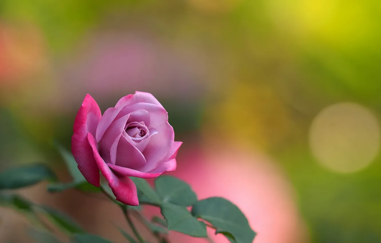 Фото обои цветок, фон, роза