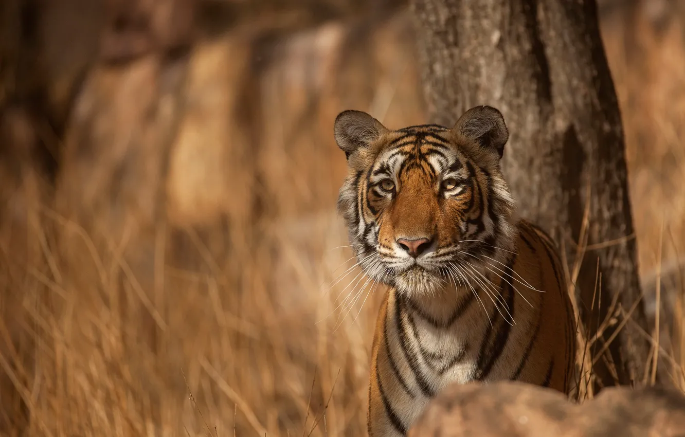 Фото обои взгляд, морда, тигр, хищник, дикая кошка, боке