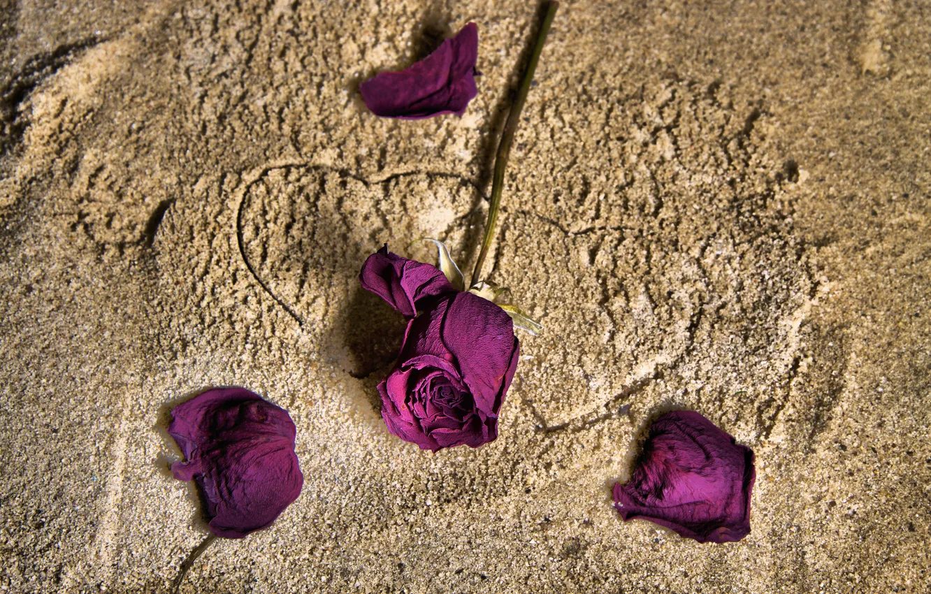 Фото обои цветы, сердце, розы