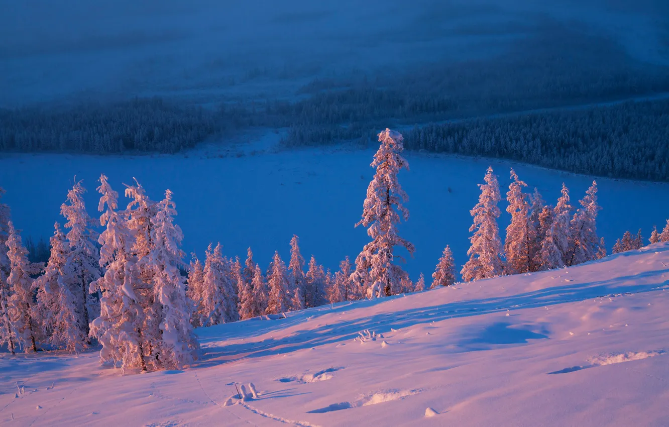 Фото обои зима, снег, деревья, Россия, Якутия, Владимир Рябков