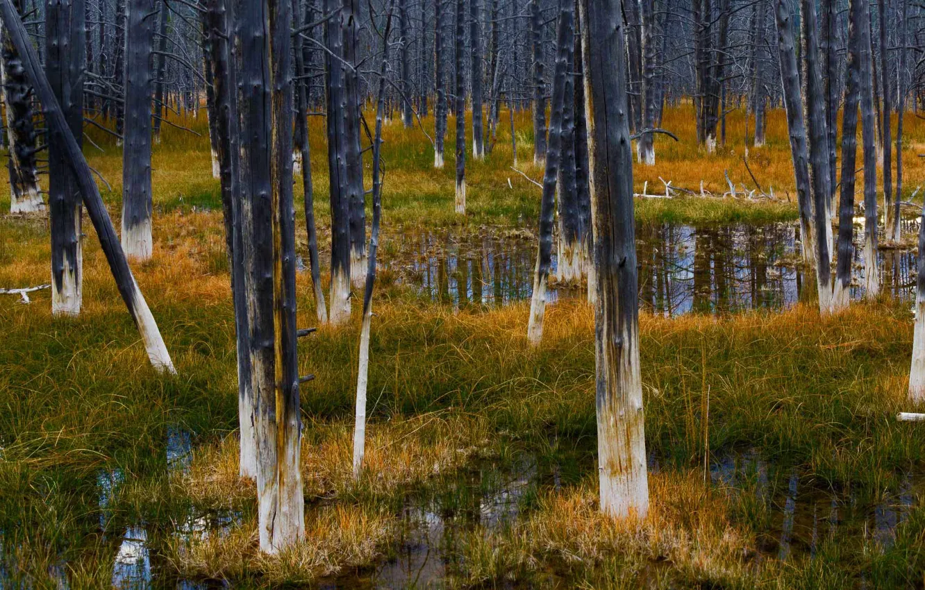 Фото обои трава, деревья, болото, Вайоминг, США, Yellowstone National Park